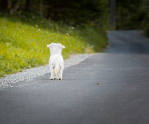 cane abbandonato lungo la strada